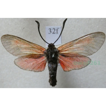 Zygaena osterodensis Reiss, 1921 Czech32f